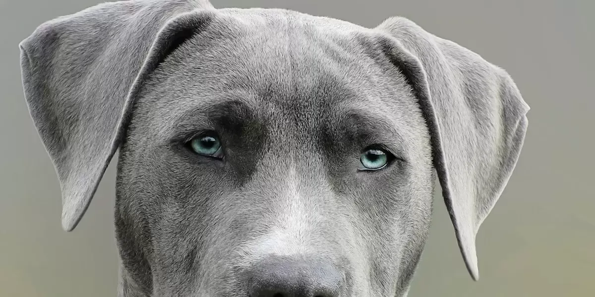 alimentacao-saudavel-para-caesgatos-dicas-sobre-dietas-balanceadas-e-alimentos-adequados-para-promover-a-saude-dos-pets