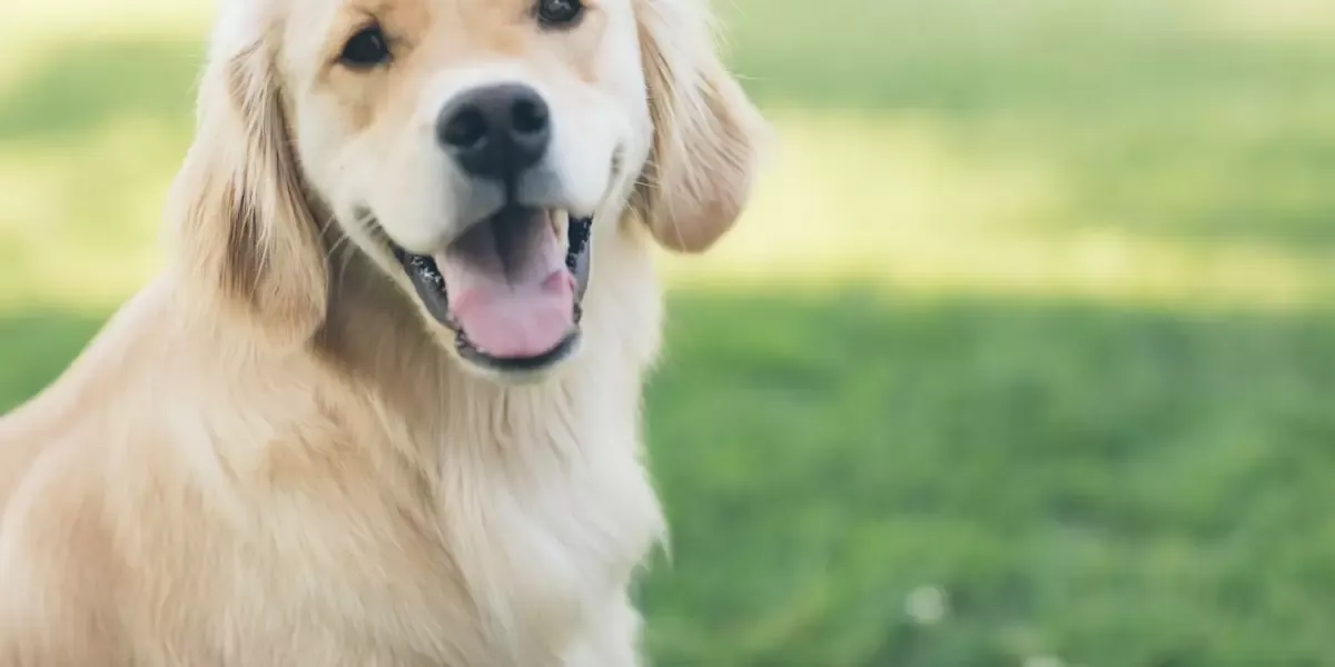 comportamento-alimentar-dicas-para-lidar-com-problemas-como-seletividade-alimentar-gulodice-e-estrategias-para-tornar-a-hora-da-refeicao-mais-agradavel-para-os-pets