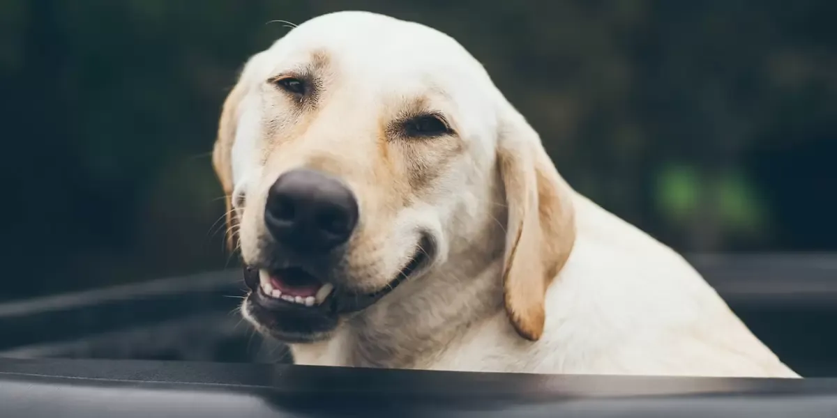 agility-e-esportes-caninosfelinos-introducao-a-atividades-esportivas-que-promovem-o-vinculo-entre-tutor-e-pet-alem-de-estimular-o-fisico-e-a-mente