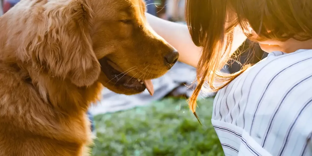 alergia-a-pulga-no-pet