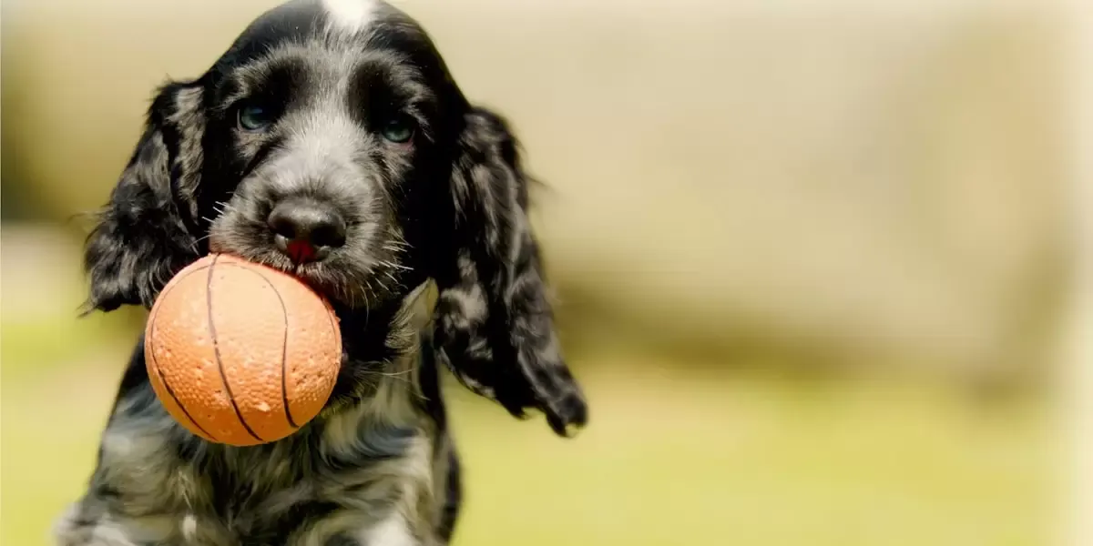 os-beneficios-da-castracao-e-esterilizacao-para-animais-de-estimacao