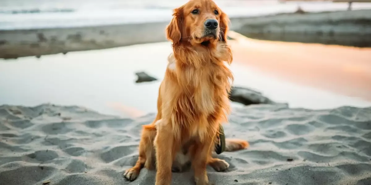 atividades-para-caesgatos-idosos-sugestoes-de-cuidados-especificos-e-atividades-adequadas-para-pets-mais-velhos