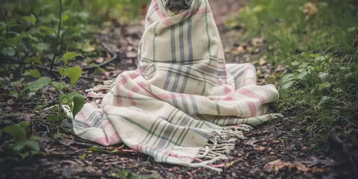 a-importancia-da-vacinacao-regular-para-animais-de-estimacao