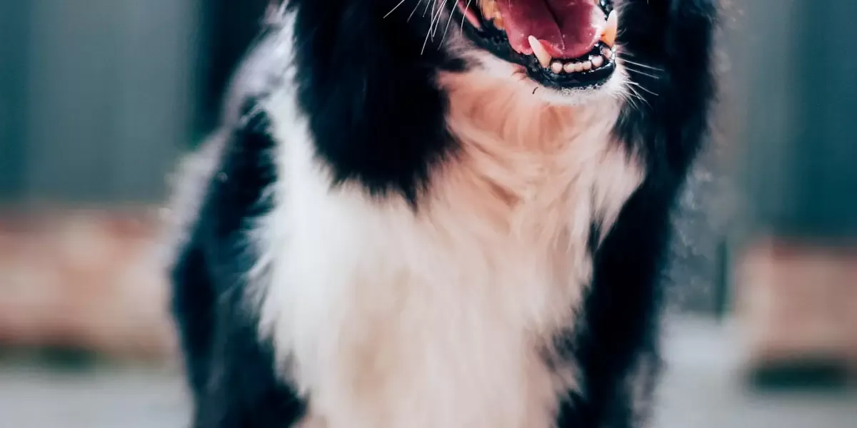 socializacao-de-caesgatos-orientacoes-sobre-como-introduzir-novos-animais-de-estimacao-ou-pessoas-no-convivio-dos-pets