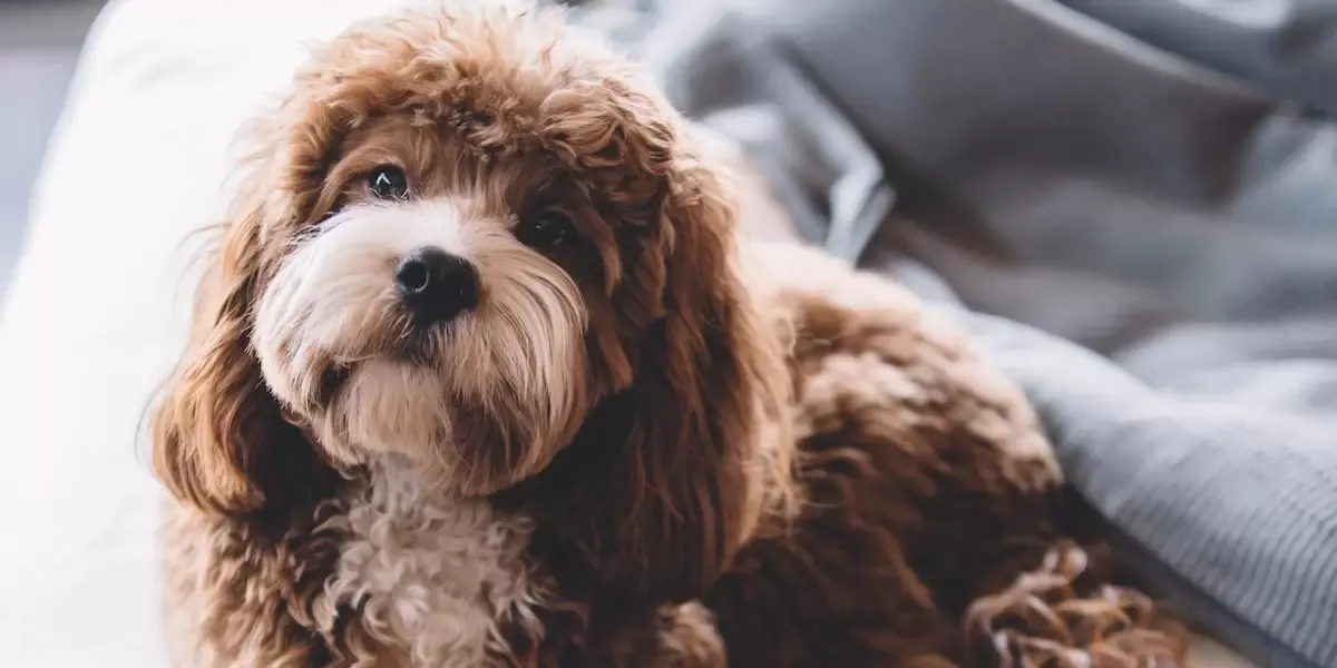 festas-e-eventos-pet-friendly-indicacao-de-locais-e-eventos-onde-os-tutores-podem-levar-seus-animais-de-estimacao-para-se-divertirem-juntos