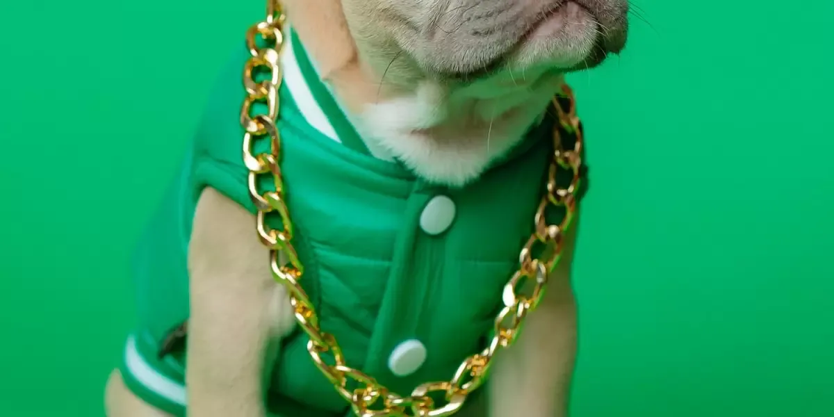 exercicios-fisicos-para-caesgatos-sugestoes-de-atividades-divertidas-e-beneficas-para-manter-os-pets-ativos-e-saudaveis