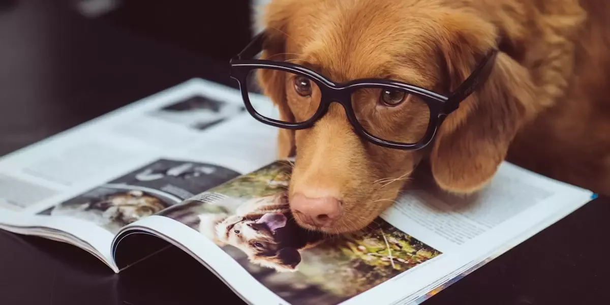 dicas-para-prevenir-acidentes-domesticos-com-animais-de-estimacao